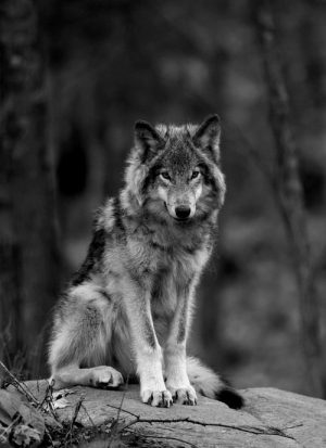 A photo of a wolf sitting down facing the camera