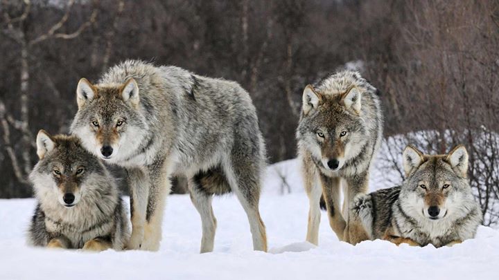 a pack of wolves looking at the camera